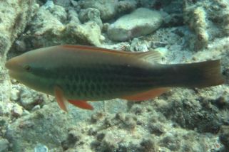 Scarus frenatus - Grünbürzel-Papageifisch